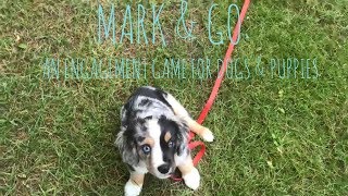 Mark & Go Game: Another Engagement Game for Dogs & Puppies | Dog Training Tutorial