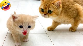 Mother Cat and Cute Kittens 😹🐾🐈  Best Family Cats Comilation