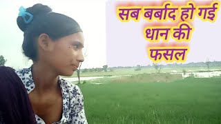 फ्रेंड्स बाड़ में सब बर्बाद हो गई फ़सल 😭👍