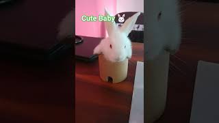 girl who love rabbit|| #bunny #rabbit #cute #karanaujla #shorts #trending #youtubeshorts#song #viral