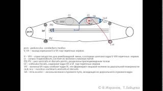 Metencephalon. Pons.