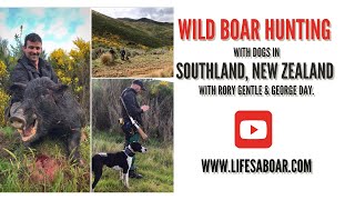 Wild Boar Hunting with dogs with a .44 in Southland, New Zealand