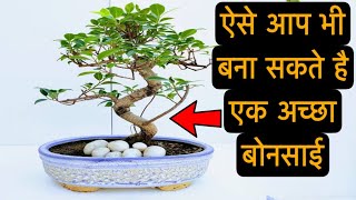 ऐसे आप भी बना सकते है एक अच्छा बोनसाई | EASY BONSAI MAKING TECHNIQUE | FICUS BONSAI