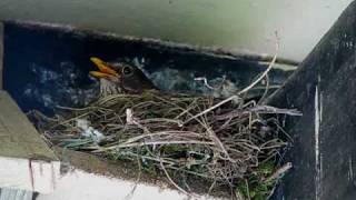 Blackbird nest.