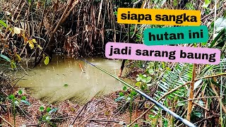 SIAPA SANGKA DI HUTAN INI JADI SARANG IKAN BAUNG, STRIKE SAMPE PEGEL LUR