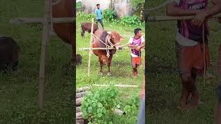 #1k#youtubeshorts #shortvideo #sylheti_video #viral #shortvideo #cow #cowvlog #cowlover