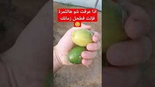 الجواب سيكون بنشر الفيديو الكامل للثمرة مع النبات 👍