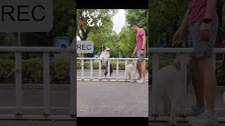 When Border Shepherd and Huskies play together #shorts #youtubeshorts #pets #dog #husky #cute