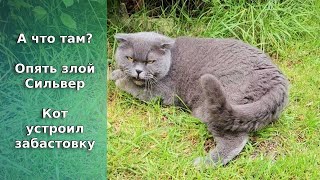 А что там? / Опять злой Сильвер / кот устроил забастовку