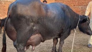 Top Class Neeli Ravi Buffalo For Sale In Pakistan On Youtube  28, 2024