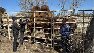 Bactrian Camel 'Zsa Zsa' Receives an Injection