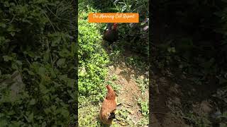 Puerto Rico Rooster Wake Up Call