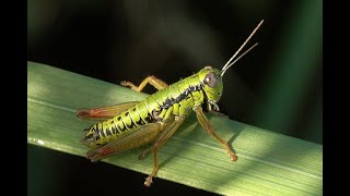 Foothill Mountain Grasshopper Micropodisma salamandra, male and female