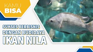 CARA MENJALANKAN BUDIDAYA IKAN NILA SEBAGAI BISNIS YANG MENGUNTUNGKAN!