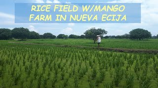 #91 HOLD - RICE FIELD W/MANGO FARM LOT for Sale in Nueva Ecija Philippines