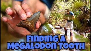 I Found a Megalodon Shark Tooth While Fossil Hunting in a Florida Creek