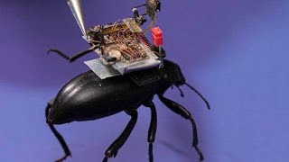 Beetle-mounted camera streams insect adventures