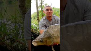 17lb 3 mirror carp #shorts #fishing