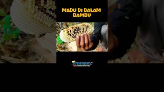 madu di dalam bambu #nature #madumurniasliterbaik #beekeeper #hutan