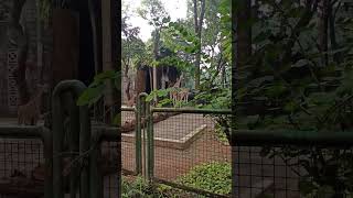 Jerapah di taman margasatwa ragunan