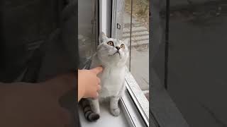 Funny Cats Video 😀 Compilation 😀  Part 28 #shorts #cats