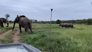 Elephants vs Rhino. Elephants get grumpy with rhino but the rhino push back.