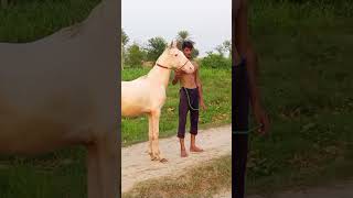 Horse For sale