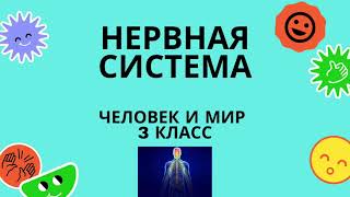 Нервная система. Человек и мир. 3 класс