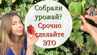 Обязательно сделайте это с клубникой после плодоношения