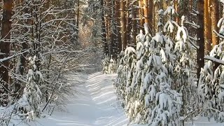 Прогулка в зимнем лесу поселка Васильево Район горы Чуваха