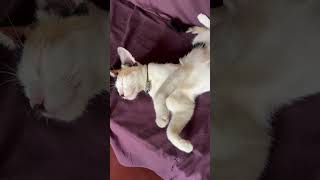 mommy let me sleep #cat #trending #catlover #comedy