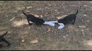 Cane Corso Puppy at play