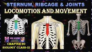 Sternum || Chapter-20 || #class11 #biology   #locomotion #movement #muscle #skull