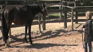 Reportage France 3 Normandie sur le Horse Coaching