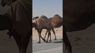 Camel across the road #short