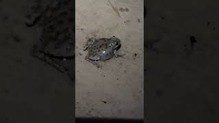 Frog in Zions NP