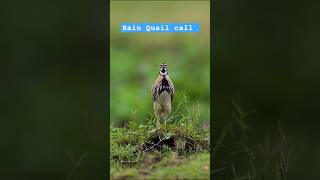 rain quail sound || rain quail voice || bater ki awaaz bater ki awaaz #birdsounds #birds #quail