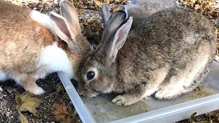 The foodie rabbits gathered!