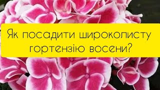 Як посадити широколисту гортензію восени?