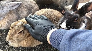 Black rabbit: “Hey human, pet me too!”