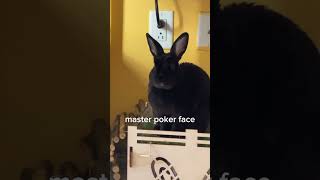 bunny rabbit poker face