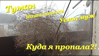 Туман😶‍🌫️ / Наши птички🕊❤🦜 / Уехал муж😔 / Куда я пропала?!🤔