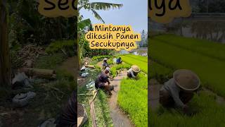 Ramuluk muluk, cukup sesuk diparingi panen secukupe  #kalibawangpanorama #kalibawangkulonprogo