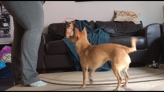 Focus Pocus: A Magical Engagement Game for Dogs & Puppies | Dog Training Tutorial