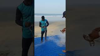 Fishing crab ഞണ്ട് 🦀 Fish song Thaikudam | Payyambalam Beach |