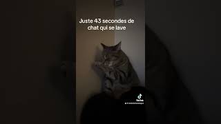 Vidéo relaxante de chat.