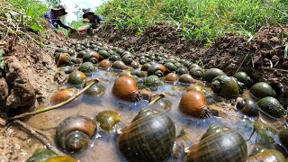 Wow amazing! Wow Snails City- found a lots of big big snails a lots in canal of field today