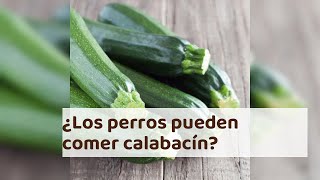 ¿Los perros pueden comer calabacín? - Beneficios y cómo ofrecerlo