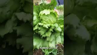 Iceberg Harvest: Fresh Salad Delight