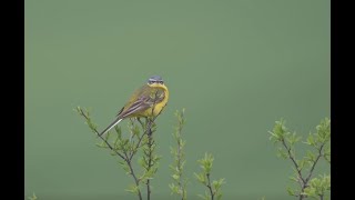 Des haies pour les oiseaux !